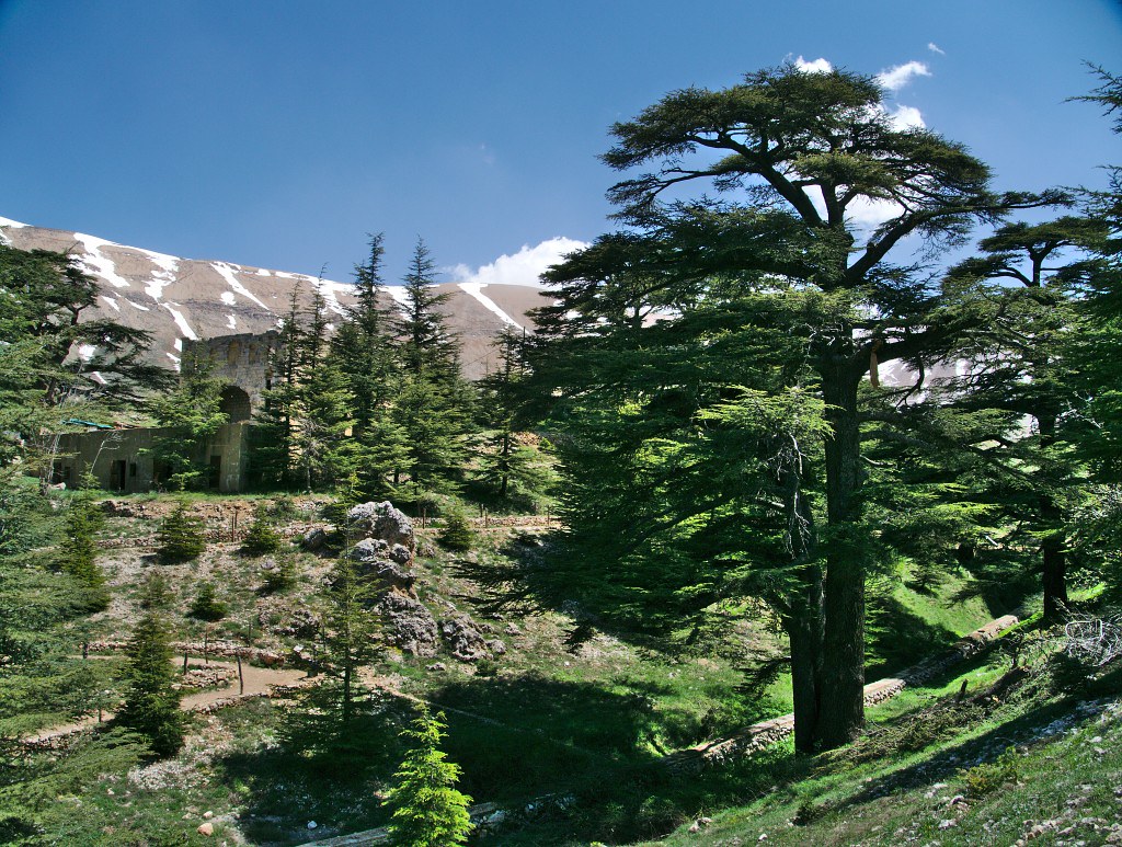 Qadisha, Cedars & Bcharri 3