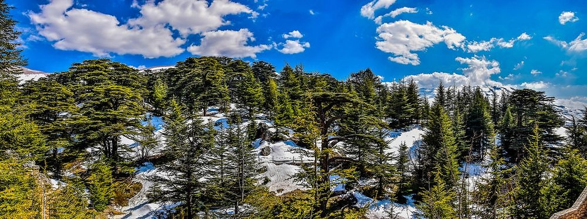 Qadisha, Cedars & Bcharri