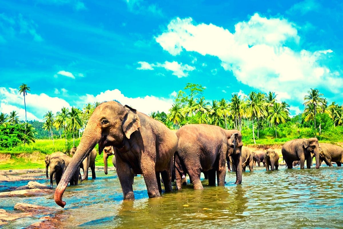 Sri Lanka 2
