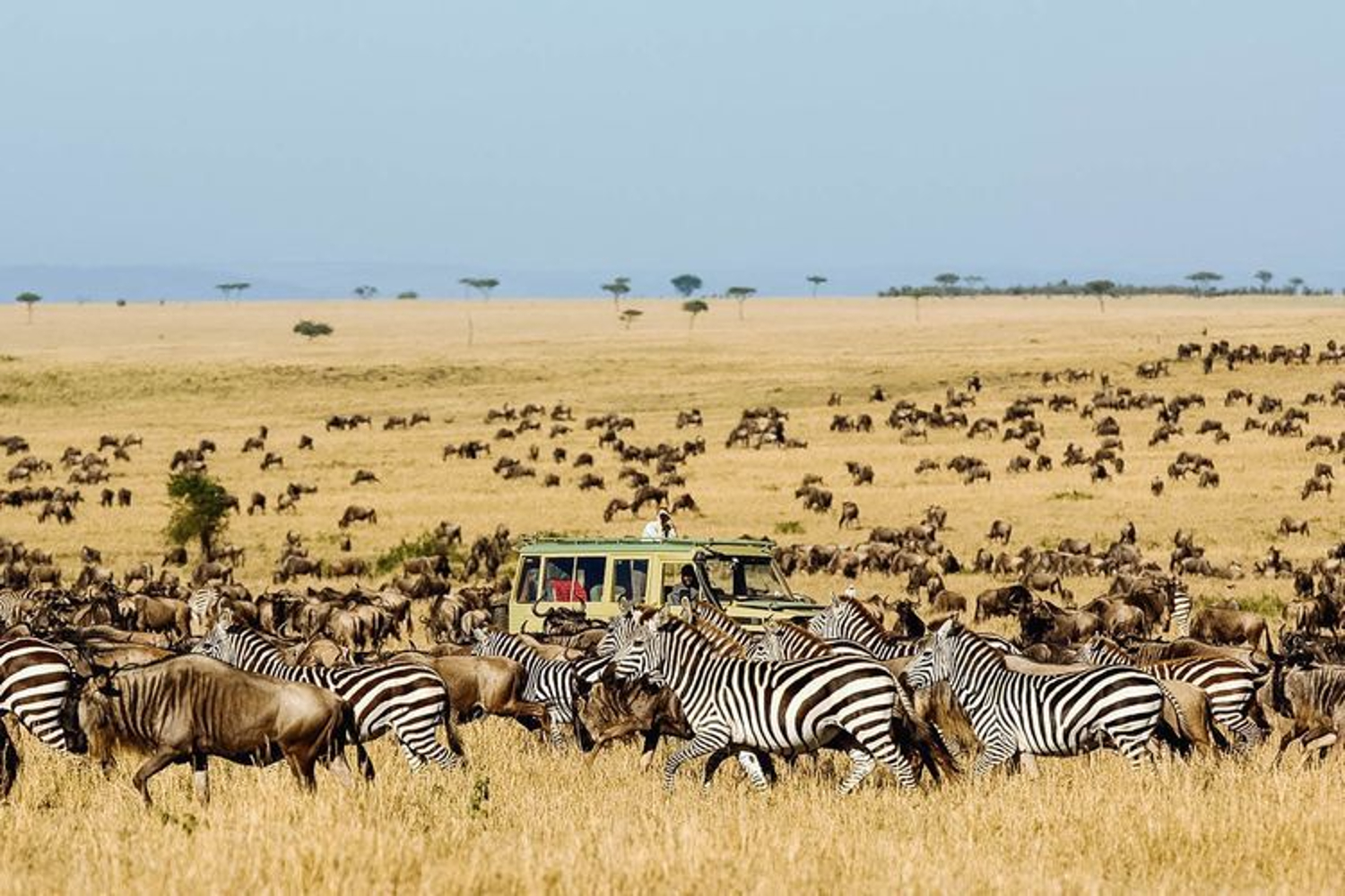 Tanzania Safari 1