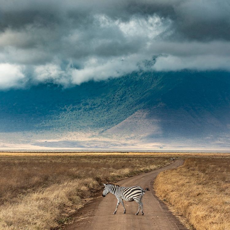 Tanzania Safari 2