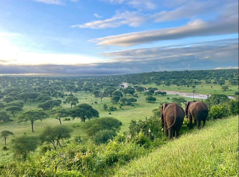 Tanzania Safari 3
