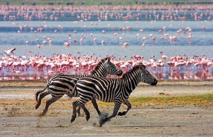 Tanzania Safari 4